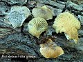 Hohenbuehelia grisea-amf52